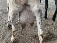 بز ماده, Nubian Goat — عکس 2