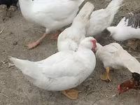 Ducks — foto 1