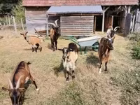 Kambing betina, Goats — foto 3