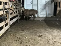 Cừu đực, Arashan sheep — ảnh 4