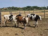 Lembu ternakan (lot, jantina tidak dinyatakan), Russian Black pied cattle — foto 3