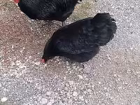 Chickens — φωτογραφία 3