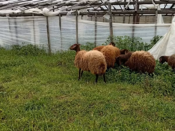 Ido, Sheep