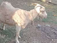 Cabra, Dutch Landrace goats — foto 5