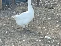 Geese — foto 5