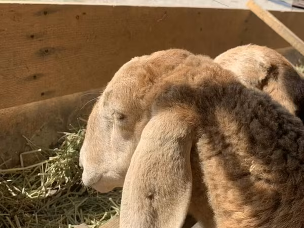 میش, Arashan sheep
