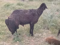 Қошқар, Karakul sheep — 3-сурет