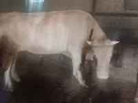 Bik, Russian Black pied cattle — fotografija 3