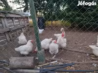 Chickens — รูปภาพ 1