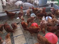 Chickens — foto 4
