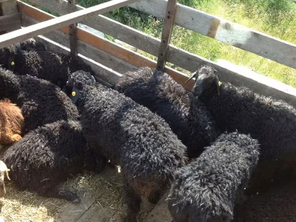 Beran, Edilbay sheep