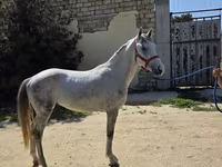 Hengst, Karabakh horse — Foto 3