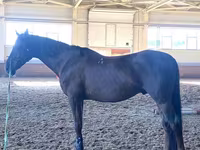 Айғыр, Budyonny horse — 2-сурет