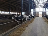 Vacă, Rasa Holstein — foto 3