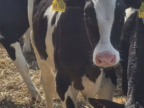 Býk, Russian Black pied cattle