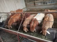 Owca, Rhon sheep — zdjęcie 2