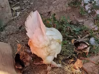 Chickens — تصویر 4