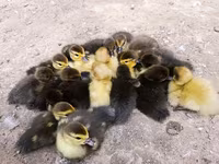 Ducks — รูปภาพ 2