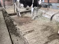 암소, Latvian Blue cattle — 사진 1