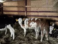 ላም, Simmental cattle — ፎቶ 1