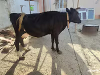 Ko, Russian Black pied cattle — foto 1