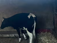Krowa, Russian Black pied cattle — zdjęcie 4