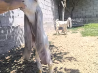 بز نر, Gulabi goats — عکس 3