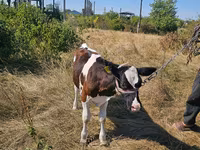 Byk, Simmental cattle — zdjęcie 1