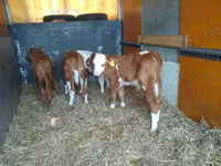 Dibi, Simmental cattle — sawirka 2