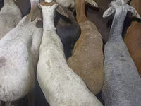 숫양, 양 — 사진 2
