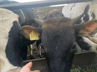 Tyre, Swiss cattle — foto 2