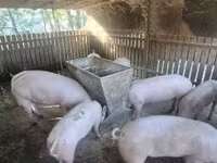 Sow, Pigs — photo 2