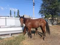 Էգ ձի, Thoroughbred horse — լուսանկար 5