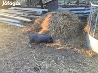 Қабан, Вьетнамская вислобрюхая — 1-сурет