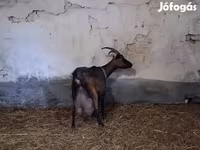 Buk, Alpine goat — foto 2