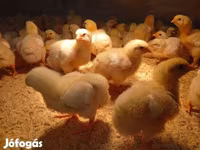 Chickens — foto 1
