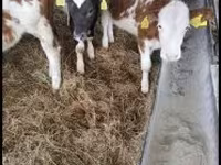 Ko, Simmental cattle — foto 1