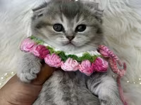Blue shinshilla — รูปภาพ 3