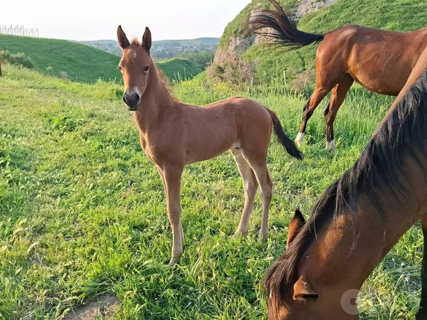 اسب نر, Akhal-Teke