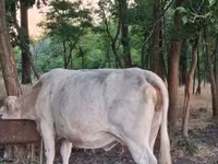 Kuh, Charolais cattle — Foto 7