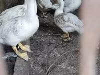 Ducks — Foto 1