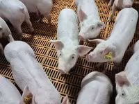 Babi jantan, Pigs — foto 2