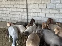 كبش, الأغنام — الصورة 2