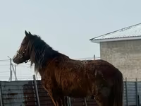 اسب نر, اسب — عکس 2