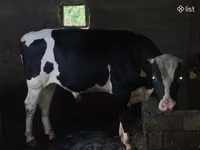सांड, Russian Black pied cattle — फ़ोटो 1