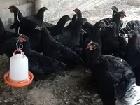 Chickens — 1 зураг