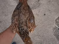 Guinea fowl — 사진 1