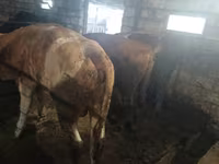 Bull, Simmental cattle — photo 2