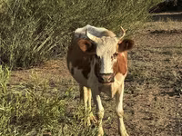 İnek, Latvian Blue cattle — foto 2