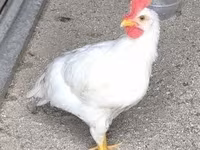 Leghorn — Foto 1